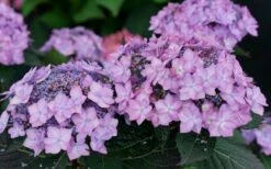 Let's Dance 'Can Do' Hydrangea - 2 Gallon Pot 16 Let's Dance 'Can Do' Hydrangea - 2 Gallon Pot -Hydrangeas Zone hydrangea serrata lets dance can do 7