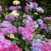 Preziosa Multi Color Hydrangea - 3 Gallon Pot -Hydrangeas Zone hydrangea serrata preziosa 100