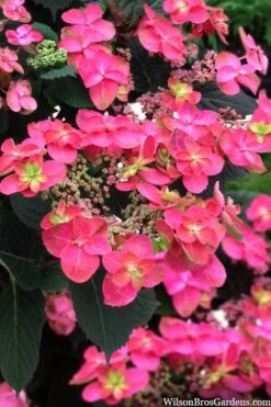 Tuff Stuff Red Mountain Hydrangea - 3 Gallon Pot -Hydrangeas Zone hydrangea serrata tuff stuff red mountain 2