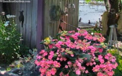 Tuff Stuff Red Mountain Hydrangea - 3 Gallon Pot -Hydrangeas Zone hydrangea serrata tuff stuff red mountain 4