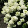 Silver Dollar Hydrangea - 1 Gallon Pot -Hydrangeas Zone hydrangea silver dollar 1