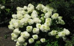Silver Dollar Hydrangea - 1 Gallon Pot -Hydrangeas Zone hydrangea silver dollar 2