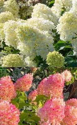 Silver Dollar Hydrangea - 1 Gallon Pot -Hydrangeas Zone hydrangea silver dollar 4
