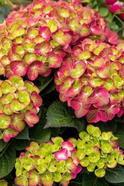 Tilt-A-Swirl Hydrangea - 3 Gallon Pot - SALE -Hydrangeas Zone hydrangea tilt a whirl 500x750 1