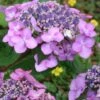 Twist-N-Shout Endless Summer Hydrangea - 1 Gallon Pot -Hydrangeas Zone hydrangea twist n shout 12