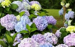 Dear Dolores Hydrangea - 1 Gallon Pot 12 Dear Dolores Hydrangea - 1 Gallon Pot -Hydrangeas Zone hydrangea20dear20delores