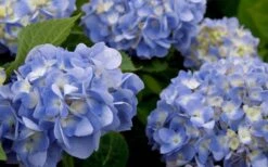 Dear Dolores Hydrangea - 1 Gallon Pot 13 Dear Dolores Hydrangea - 1 Gallon Pot -Hydrangeas Zone hydrangea20dear20delores202