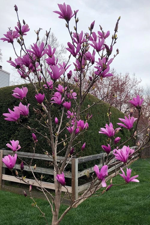 Ann Magnolia Tulip Tree - 2 Gallon Pot 6 Ann Magnolia Tulip Tree - 2 Gallon Pot - Image 4