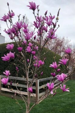 Ann Magnolia Tulip Tree - 5 Gallon Pot 14 Ann Magnolia Tulip Tree - 5 Gallon Pot -Hydrangeas Zone magnolia ann tulip tree 100