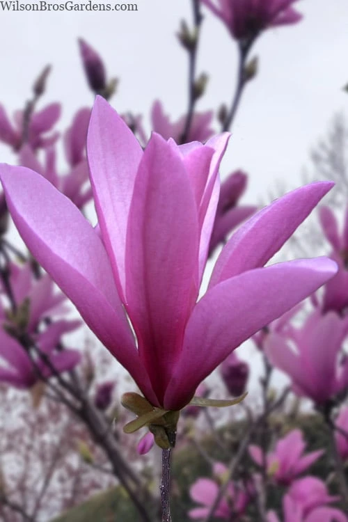 Ann Magnolia Tulip Tree - 5 Gallon Pot 3 Ann Magnolia Tulip Tree - 5 Gallon Pot