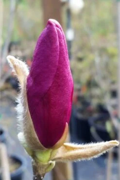 Betty Magnolia Tulip Tree - 1 Gallon Pot -Hydrangeas Zone magnolia betty 21