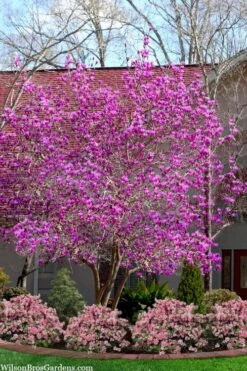 Jane Magnolia Tulip Tree - 5 Gallon Pot 11 Jane Magnolia Tulip Tree - 5 Gallon Pot -Hydrangeas Zone magnolia jane tulip tree 103 4