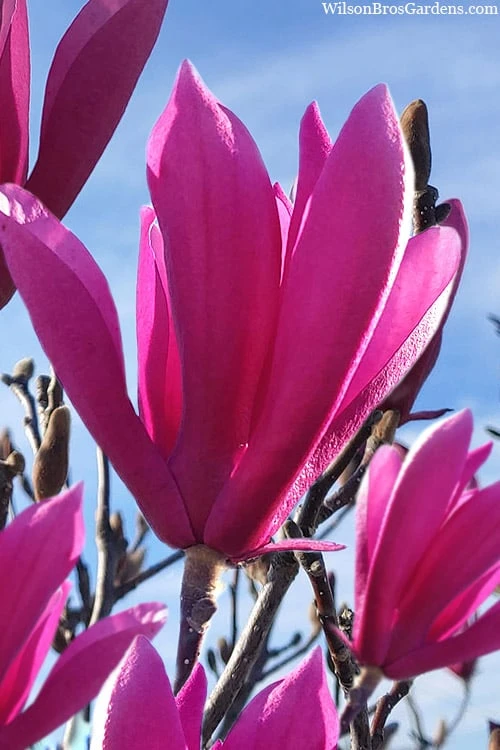 Jane Magnolia Tulip Tree - 5 Gallon Pot 3 Jane Magnolia Tulip Tree - 5 Gallon Pot