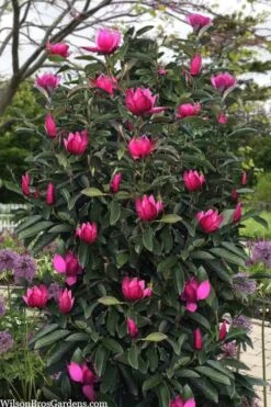 Pink Pyramid Magnolia (Tulip Tree) - 7 Gallon Pot -Hydrangeas Zone magnolia pink pyramid tulip tree 120copy