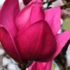 Pink Pyramid Magnolia (Tulip Tree) - 7 Gallon Pot 2 Pink Pyramid Magnolia (Tulip Tree) - 7 Gallon Pot -Hydrangeas Zone magnolia pink pyramid tulip tree 4