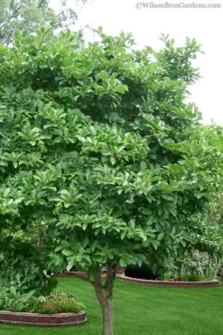 Centennial Star Magnolia - 1 Gallon Pot 13 Centennial Star Magnolia - 1 Gallon Pot -Hydrangeas Zone magnolia stellata 1 5