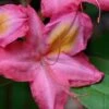 Country Cousin Pink Aromi Azalea (Rhododendron Hybrid) - 1 Gallon Pot -Hydrangeas Zone native azalea country cousins 4 1