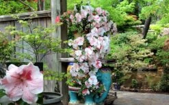 Tama No Hada Azalea - 3 Gallon Pot 13 Tama No Hada Azalea - 3 Gallon Pot -Hydrangeas Zone picture azalea tama no hada