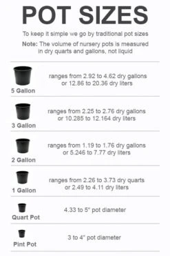 Mardi Gras Southern Indica Azalea - 6 Pack Of 1 Gallon Pots -Hydrangeas Zone pot size chart 2022 305