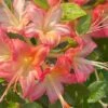 Anne Marie Native Azalea (Rhododendron) - 3 Gallon Pot -Hydrangeas Zone rhododendron anne marie native azalea 1