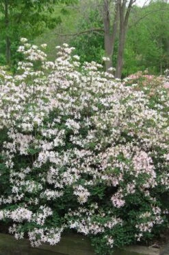 Coastal Azalea (Rhododendron Atlanticum) - 3 Gallon Pot -Hydrangeas Zone rhododendron atlanticum coastal azalea 1