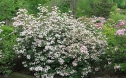Coastal Azalea (Rhododendron Atlanticum) - 3 Gallon Pot -Hydrangeas Zone rhododendron atlanticum coastal azalea 2