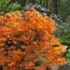 Andrew J. Boike Alabama Flame Native Azalea Azalea - 3 Gallon Pot -Hydrangeas Zone rhododendron austrinum andrew j boike native azalea 10