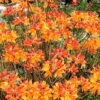 Florida Flame Native Azalea (Rhododendron Austrinum) - 3 Gallon Pot 2 Florida Flame Native Azalea (Rhododendron Austrinum) - 3 Gallon Pot -Hydrangeas Zone rhododendron austrinum florida flame native azalea 11