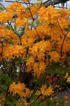 Florida Flame Native Azalea (Rhododendron Austrinum) - 3 Gallon Pot -Hydrangeas Zone rhododendron austrinum florida flame native azalea 4