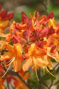 Florida Flame Native Azalea (Rhododendron Austrinum) - 3 Gallon Pot -Hydrangeas Zone rhododendron austrinum florida flame native azalea 5