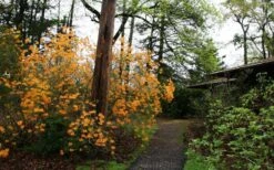 Florida Flame Native Azalea (Rhododendron Austrinum) - 3 Gallon Pot -Hydrangeas Zone rhododendron austrinum florida flame native azalea 8