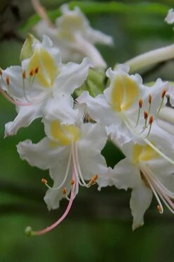 Coleman's Native Azalea (Rhododendron Colemanii 'Multiflora') - 3 Gallon Pot -Hydrangeas Zone rhododendron colemanii multiflora colemans native azalea 1