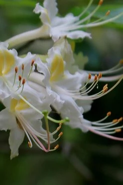 Coleman's Native Azalea (Rhododendron Colemanii 'Multiflora') - 3 Gallon Pot -Hydrangeas Zone rhododendron colemanii multiflora colemans native azalea 2