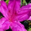 Congo Purple Azalea - 3 Gallon Pot 2 Congo Purple Azalea - 3 Gallon Pot -Hydrangeas Zone rhododendron congo robin hill hybrid azalea 2