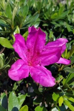 Congo Purple Azalea - 3 Gallon Pot -Hydrangeas Zone rhododendron congo robin hill hybrid azalea 3