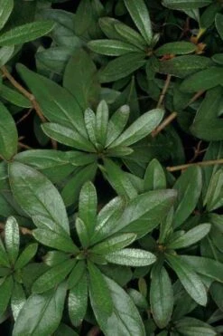 Congo Purple Azalea - 3 Gallon Pot -Hydrangeas Zone rhododendron congo robin hill hybrid azalea 4