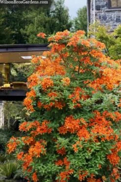 Golden Eagle Azalea (Rhododendron) - 3 Gallon Pot -Hydrangeas Zone rhododendron golden eagle azalea 7