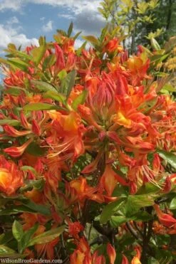 Smitty's Orange Crush Native Azalea (Rhododendron X) - 3 Gallon Pot -Hydrangeas Zone rhododendron smittys orange crush native azalea 1
