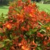 Smitty's Orange Crush Native Azalea (Rhododendron X) - 3 Gallon Pot -Hydrangeas Zone rhododendron smittys orange crush native azalea 3