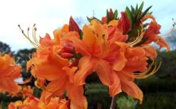 Smitty's Orange Crush Native Azalea (Rhododendron X) - 3 Gallon Pot -Hydrangeas Zone rhododendron smittys orange crush native azalea 4
