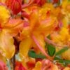 Tallulah Sunrise Native Azalea (Rhododendron) - 1 Gallon Pot -Hydrangeas Zone rhododendron tallulah sunrise native azalea 100 thumbnail