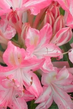 Ribbon Candy Swamp Azalea (Rhododendron Viscosum) - 3 Gallon Pot -Hydrangeas Zone rhododendron viscosum ribbon candy swamp azalea 1
