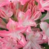 Ribbon Candy Swamp Azalea (Rhododendron Viscosum) - 3 Gallon Pot -Hydrangeas Zone rhododendron viscosum ribbon candy swamp azalea 2