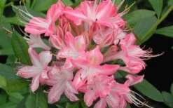 Ribbon Candy Swamp Azalea (Rhododendron Viscosum) - 3 Gallon Pot -Hydrangeas Zone rhododendron viscosum ribbon candy swamp azalea 3