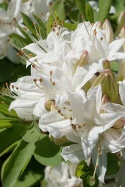 Swamp Azalea (Rhododendron Viscosum) - 1 Gallon Pot -Hydrangeas Zone rhododendron viscosum swamp azalea 1 1