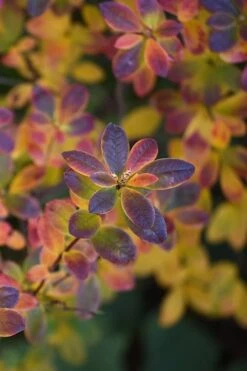 Swamp Azalea (Rhododendron Viscosum) - 1 Gallon Pot -Hydrangeas Zone rhododendron viscosum swamp azalea 2 1