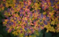 Swamp Azalea (Rhododendron Viscosum) - 1 Gallon Pot -Hydrangeas Zone rhododendron viscosum swamp azalea 3 2