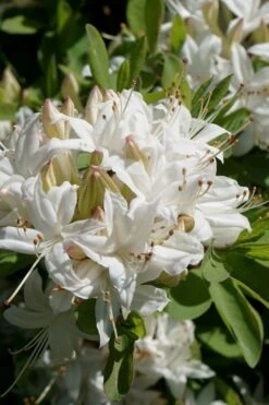 Swamp Azalea (Rhododendron Viscosum) - 3 Gallon Pot 15 Swamp Azalea (Rhododendron Viscosum) - 3 Gallon Pot -Hydrangeas Zone rhododendron viscosum swamp azalea 5
