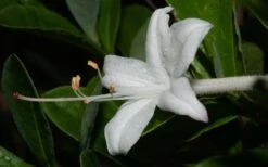 Swamp Azalea (Rhododendron Viscosum) - 3 Gallon Pot 18 Swamp Azalea (Rhododendron Viscosum) - 3 Gallon Pot -Hydrangeas Zone rhododendron viscosum swamp azalea 8