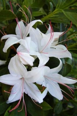 Weston's Innocence Fragrant Swamp Azalea (Rhododendron) - 3 Gallon Pot -Hydrangeas Zone rhododendron viscosum westons innocence native azalea 1